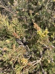 Melaleuca pityoides