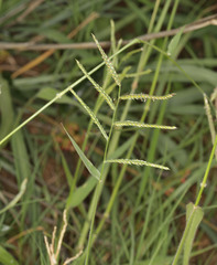 Urochloa mosambicensis