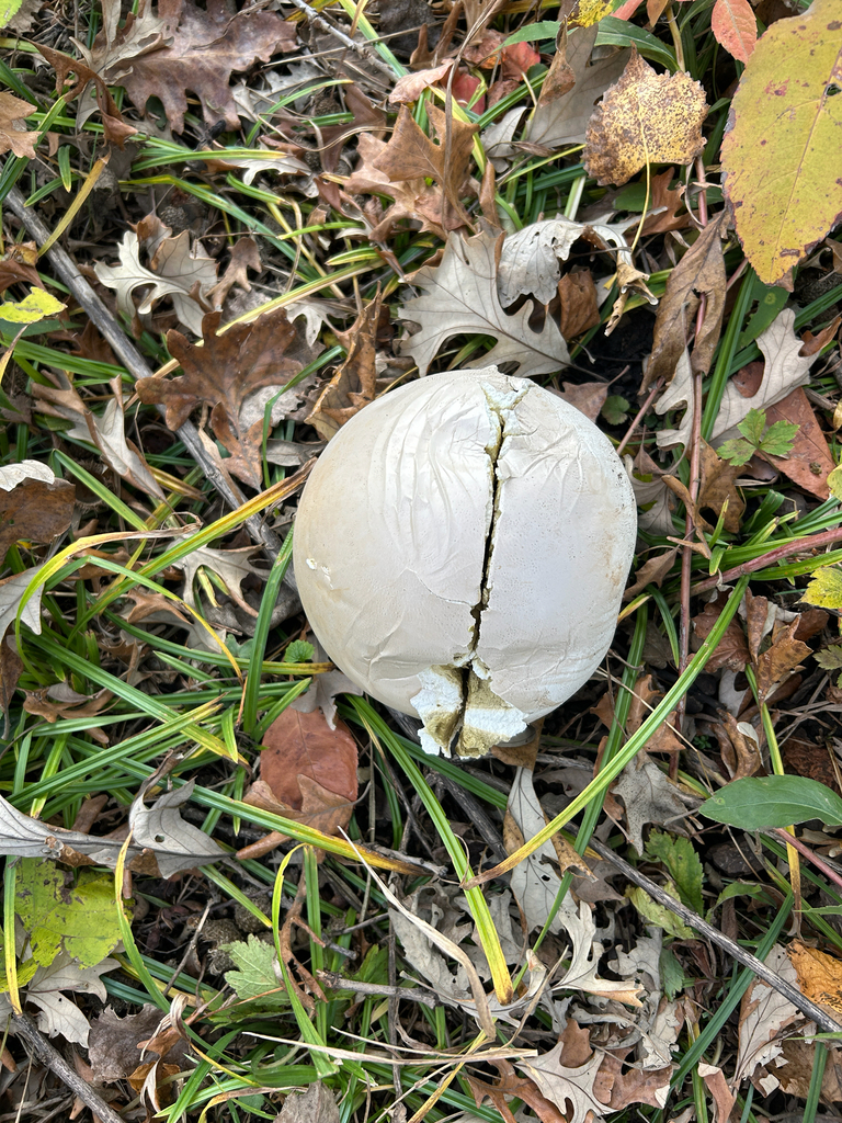 Calvatia gigantea · October 2025 · photo: © kefreecomo (iNaturalist, cc-by)