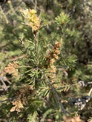 Melaleuca pityoides