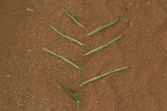 Urochloa mosambicensis