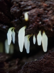 Mucronella fusiformis