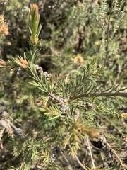 Melaleuca pityoides