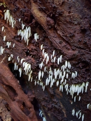 Mucronella fusiformis