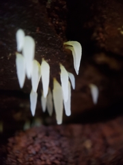 Mucronella fusiformis