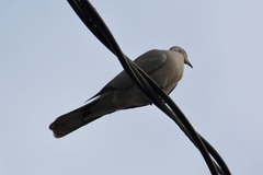 Streptopelia decaocto