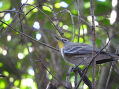 Setophaga coronata auduboni