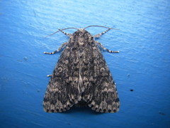 Acronicta megacephala