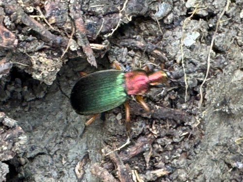 Chlaenius chrysocephalus