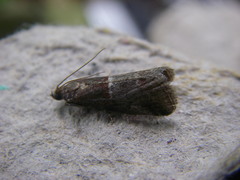 Acrobasis marmorea