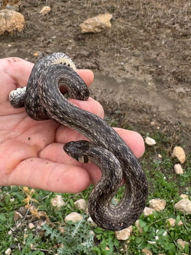 False Smooth Snake