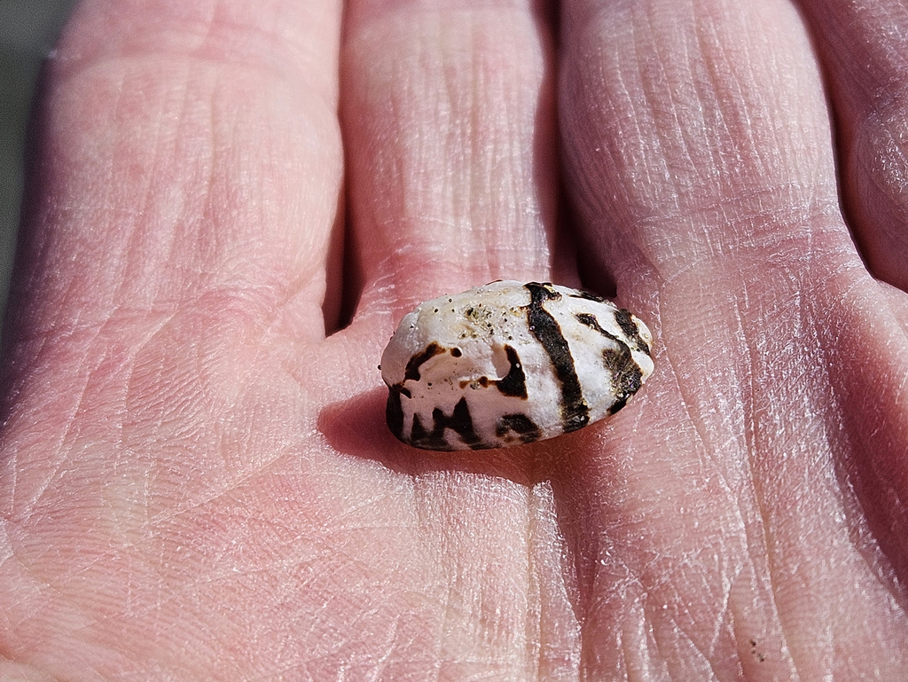 ribbed limpet