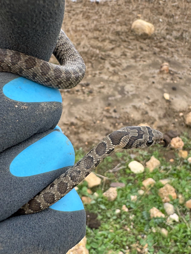 Horseshoe Whip Snake