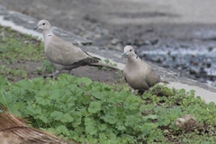 Streptopelia decaocto