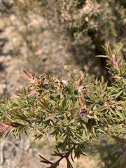 Leptospermum arachnoides