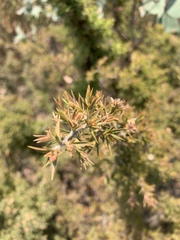 Leptospermum arachnoides
