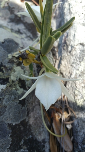 Angraecum rutenbergianum