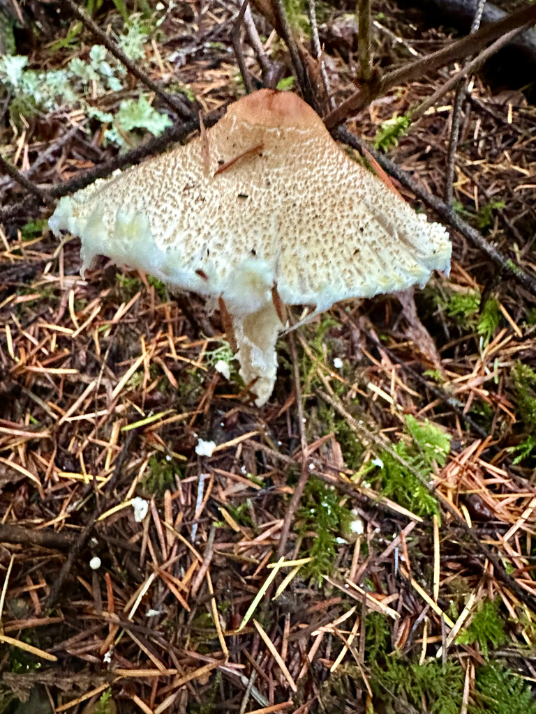 Lepiota magnispora · October 2025 · photo: © srullman (iNaturalist, cc-by)