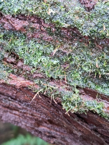 Dendroceros observed 2025-09-28