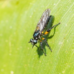 Laphria rufifemorata