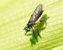 Laphria rufifemorata