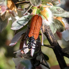 Pseudolycus rufipennis