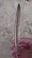 Numenius phaeopus variegatus