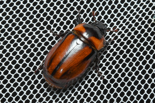 Pucaya pulchra