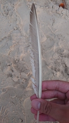 Numenius phaeopus variegatus