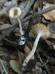 Clitocybe salmonilamella