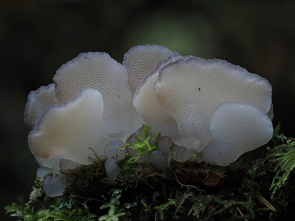 Pseudohydnum gelatinosum · October 2025 · photo: © alan_rockefeller (iNaturalist, cc-by-sa)