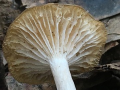 Clitocybe salmonilamella