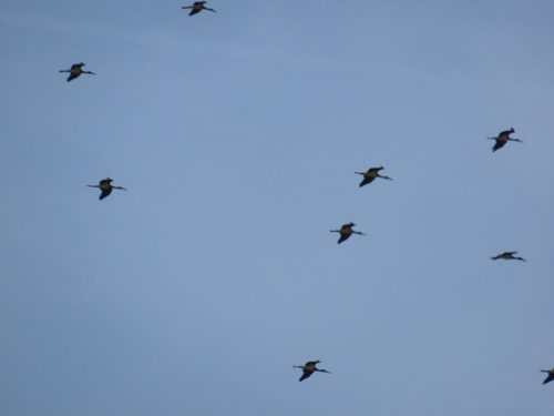 Avistamiento Cigüeña negra (Doñana)