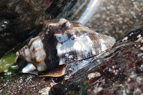 Stramonita haemastoma