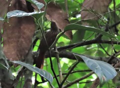 Syndactyla subalaris