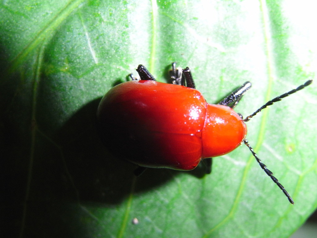 Platycorynus nigripes