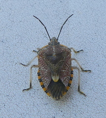 Agonoscelis