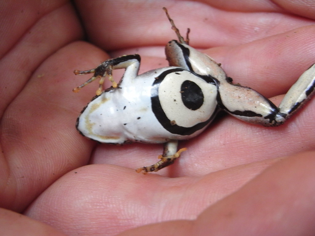 Nkongsamba River Frog