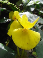 Begoniaceae