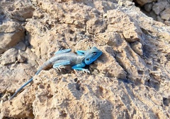 Pseudotrapelus sinaitus