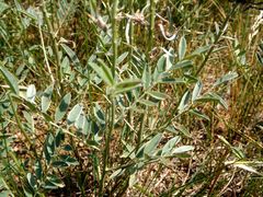 Sophora alopecuroides