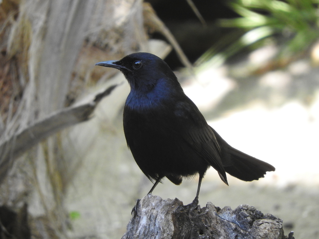 Black Catbird (Melanoptila glabrirostris) photo