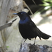 Black Catbird - Photo (c) manuel guadalupe joya cohuo, some rights reserved (CC BY-NC), uploaded by manuel guadalupe joya cohuo