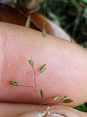 Poa imbecilla