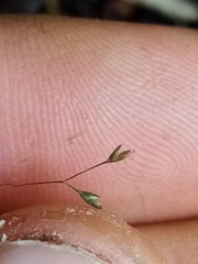 Poa imbecilla