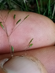 Poa imbecilla
