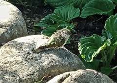 Chrysococcyx lucidus lucidus