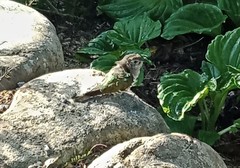 Chrysococcyx lucidus lucidus