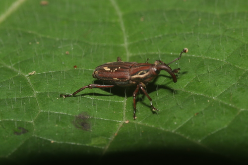 Rhodobaenus leucographus