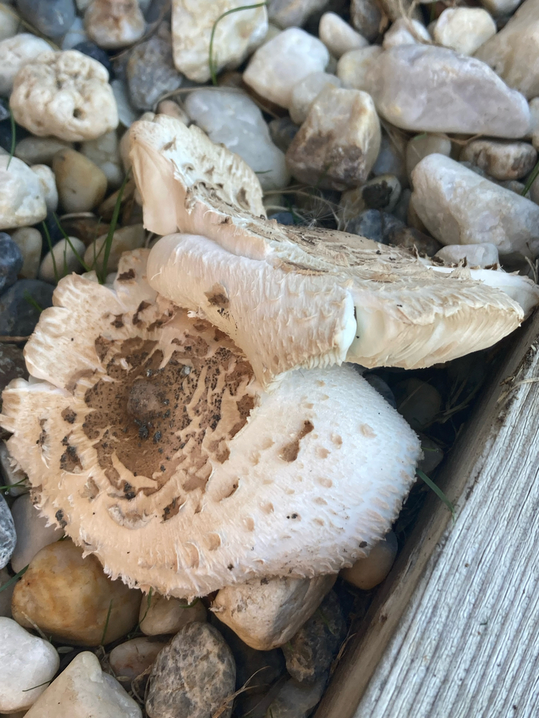 Chlorophyllum molybdites